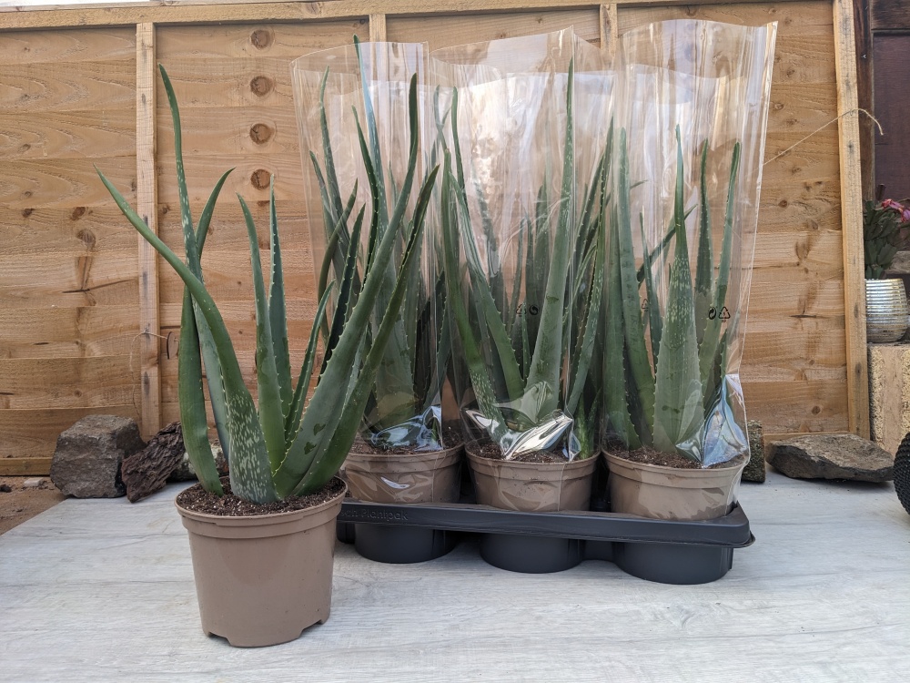 17cm Aloe Vera Plant (6)